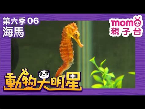 海馬介紹|海馬是否為魚類？